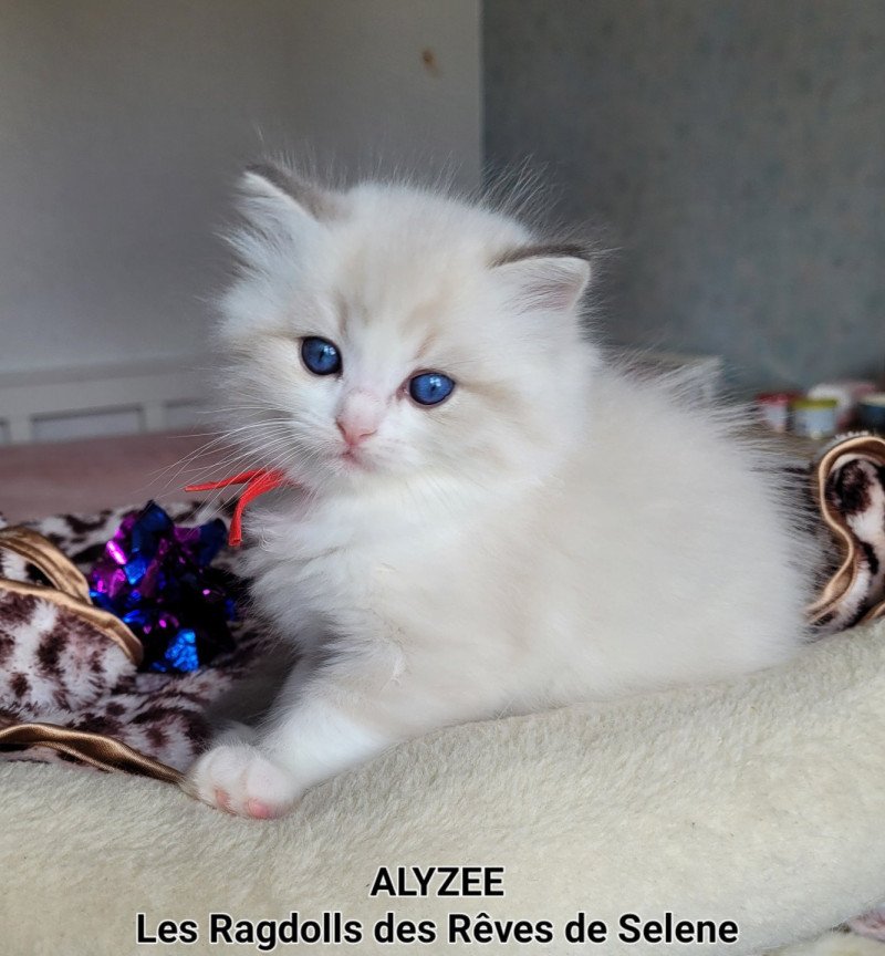 ALYZEE DES REVES DE SELENE Femelle Ragdoll