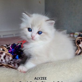 chaton Ragdoll seal tabby point bicolor ALYZEE DES REVES DE SELENE LA CHATTERIE  DES REVES DE SELENE