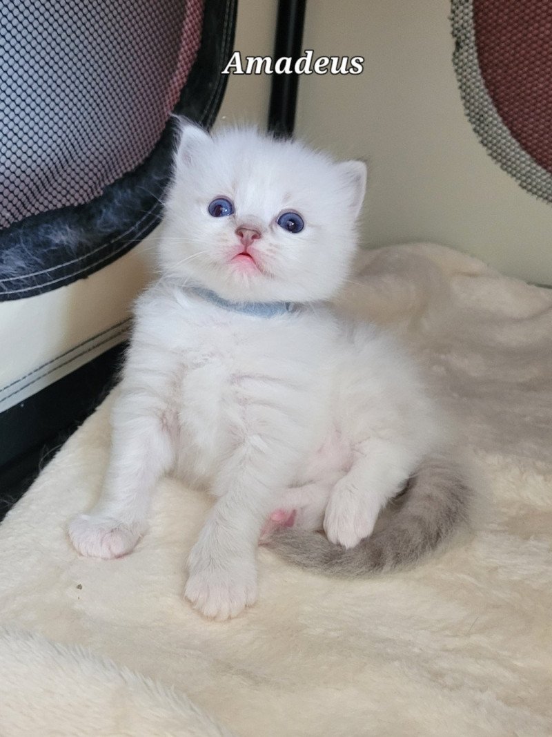 Amadeus des Rêves de Selene Mâle Ragdoll