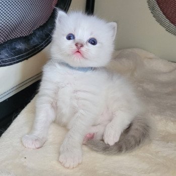 chaton Ragdoll blue tabby point Amadeus des Rêves de Selene LA CHATTERIE DES REVES DE SELENE chaton Ragdoll blue tabby point Amadeus des Rêves de Selene LA CHATTERIE DES REVES DE SELENE