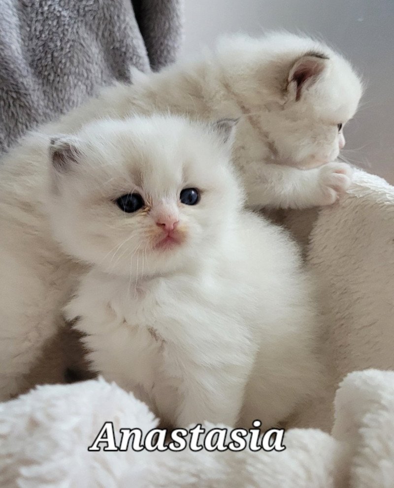 ANASTASIA DES REVES DE SELENE Femelle Ragdoll