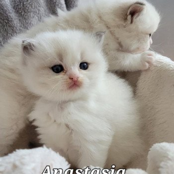 chaton Ragdoll seal tabby point bicolor ANASTASIA DES REVES DE SELENE LA CHATTERIE  DES REVES DE SELENE