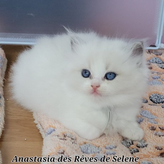 ANASTASIA DES REVES DE SELENE Femelle Ragdoll