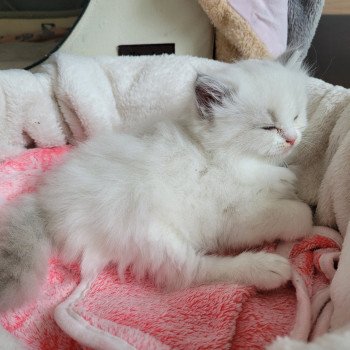 chaton Ragdoll seal tabby point bicolor ANASTASIA DES REVES DE SELENE LA CHATTERIE  DES REVES DE SELENE