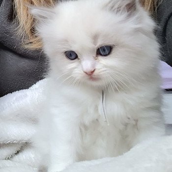 chaton Ragdoll seal tabby point bicolor ANASTASIA DES REVES DE SELENE LA CHATTERIE  DES REVES DE SELENE