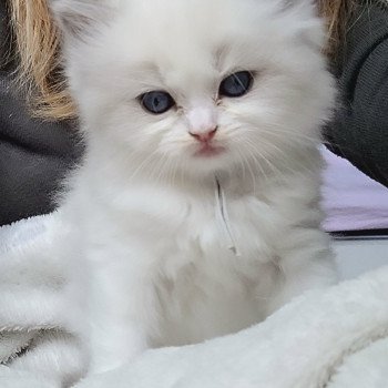 chaton Ragdoll seal tabby point bicolor ANASTASIA DES REVES DE SELENE LA CHATTERIE  DES REVES DE SELENE