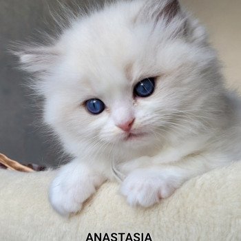chaton Ragdoll seal tabby point bicolor ANASTASIA DES REVES DE SELENE LA CHATTERIE  DES REVES DE SELENE