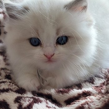 chaton Ragdoll seal tabby point bicolor ANASTASIA DES REVES DE SELENE LA CHATTERIE  DES REVES DE SELENE