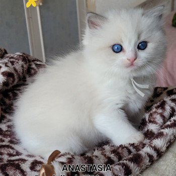 chaton Ragdoll seal tabby point bicolor ANASTASIA DES REVES DE SELENE LA CHATTERIE  DES REVES DE SELENE
