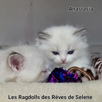 chaton Ragdoll seal tabby point bicolor ANASTASIA DES REVES DE SELENE LA CHATTERIE  DES REVES DE SELENE