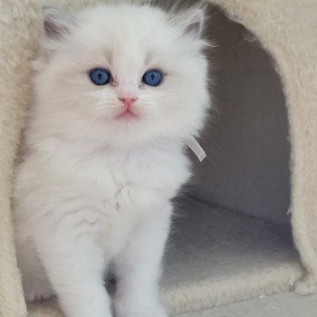 chaton Ragdoll seal tabby point bicolor ANASTASIA DES REVES DE SELENE LA CHATTERIE  DES REVES DE SELENE