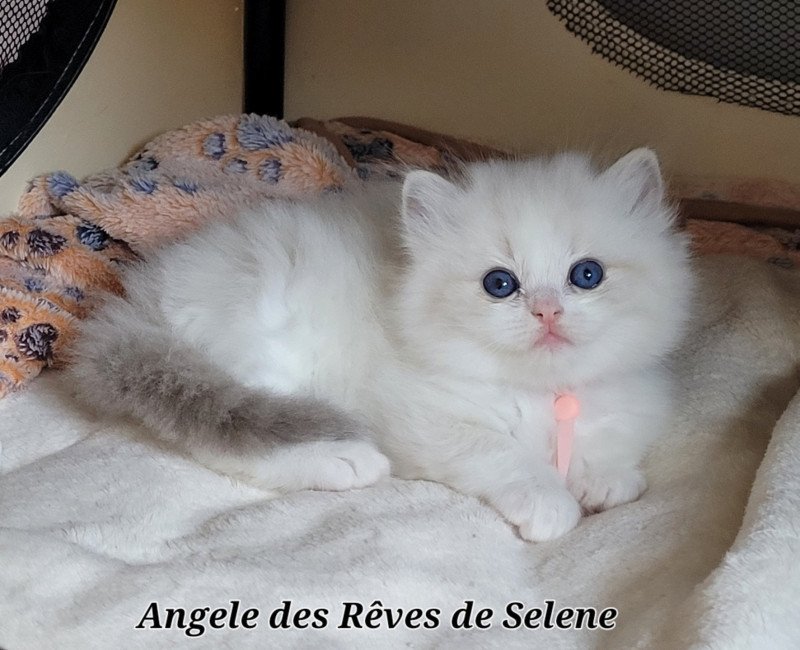ANGELE DES REVES DE SELENE Femelle Ragdoll