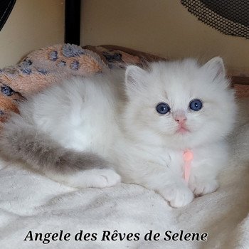 chaton Ragdoll seal tabby point bicolor ANGELE DES REVES DE SELENE LA CHATTERIE  DES REVES DE SELENE