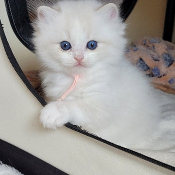 chaton Ragdoll seal tabby point bicolor ANGELE DES REVES DE SELENE LA CHATTERIE  DES REVES DE SELENE