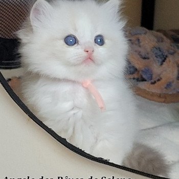 chaton Ragdoll seal tabby point bicolor ANGELE DES REVES DE SELENE LA CHATTERIE  DES REVES DE SELENE