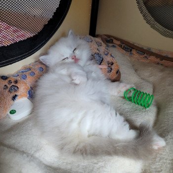 chaton Ragdoll seal tabby point bicolor ANGELE DES REVES DE SELENE LA CHATTERIE  DES REVES DE SELENE