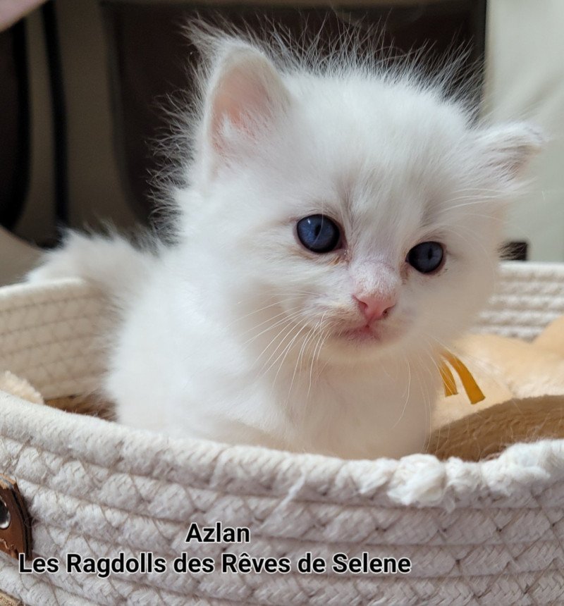 ARCHIE Mâle Ragdoll ARCHIE Mâle Ragdoll