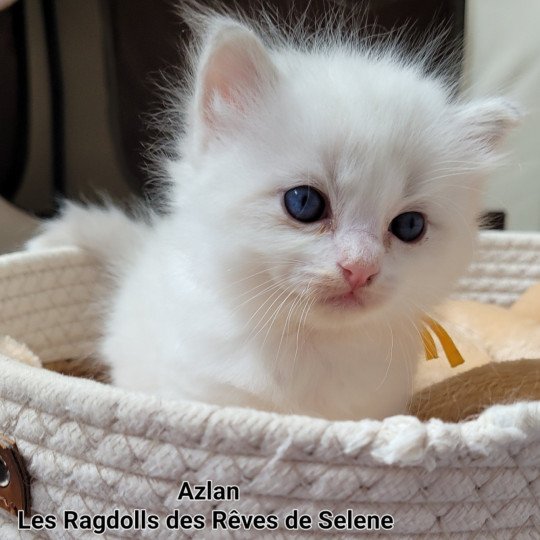 ARCHIE Mâle Ragdoll