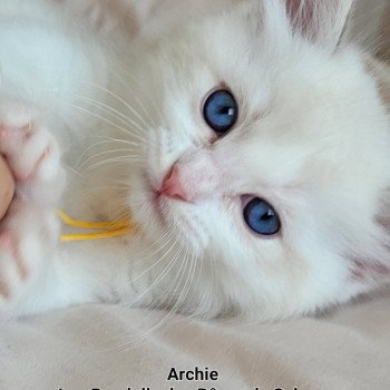 chaton Ragdoll blue tabby point bicolor ARCHIE LA CHATTERIE  DES REVES DE SELENE