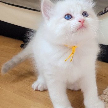 chaton Ragdoll blue tabby point bicolor ARCHIE LA CHATTERIE  DES REVES DE SELENE