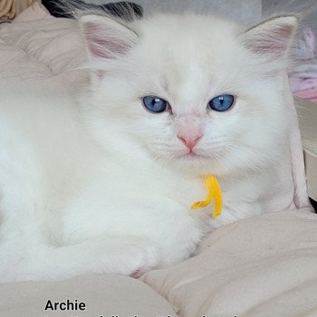 chaton Ragdoll blue tabby point bicolor ARCHIE LA CHATTERIE  DES REVES DE SELENE