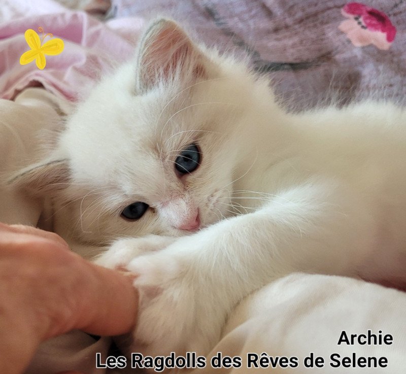 ARCHIE Mâle Ragdoll