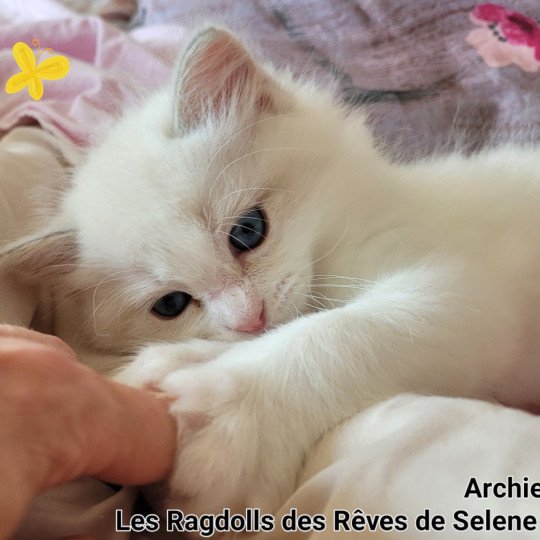 ARCHIE Mâle Ragdoll