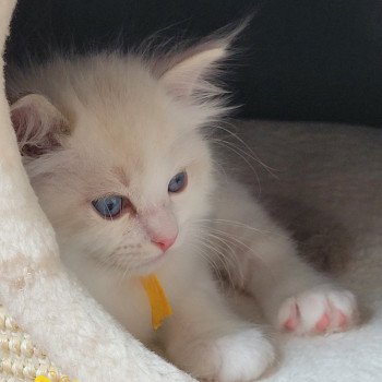 chaton Ragdoll blue tabby point bicolor ARCHIE LA CHATTERIE  DES REVES DE SELENE