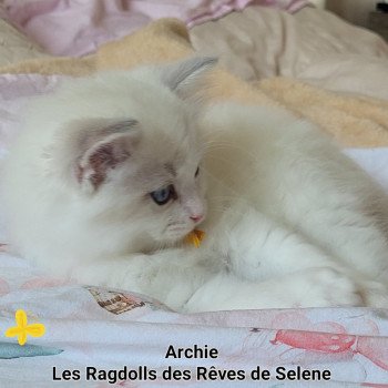 chaton Ragdoll blue tabby point bicolor ARCHIE LA CHATTERIE  DES REVES DE SELENE