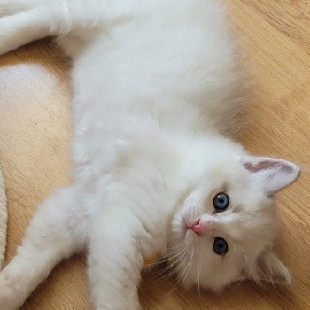 chaton Ragdoll blue tabby point bicolor ARCHIE LA CHATTERIE  DES REVES DE SELENE