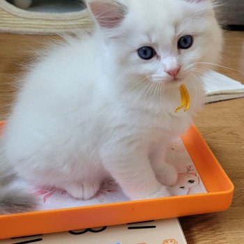 chaton Ragdoll blue tabby point bicolor ARCHIE LA CHATTERIE  DES REVES DE SELENE