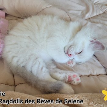 chaton Ragdoll blue tabby point bicolor ARCHIE LA CHATTERIE  DES REVES DE SELENE