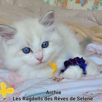 chaton Ragdoll blue tabby point bicolor ARCHIE LA CHATTERIE  DES REVES DE SELENE