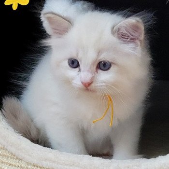 chaton Ragdoll blue tabby point bicolor ARCHIE LA CHATTERIE  DES REVES DE SELENE
