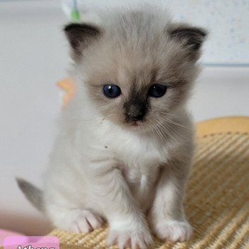 chaton Ragdoll seal point ATHENA des Rêves de Selene LA CHATTERIE DES REVES DE SELENE chaton Ragdoll seal point ATHENA des Rêves de Selene LA CHATTERIE DES REVES DE SELENE