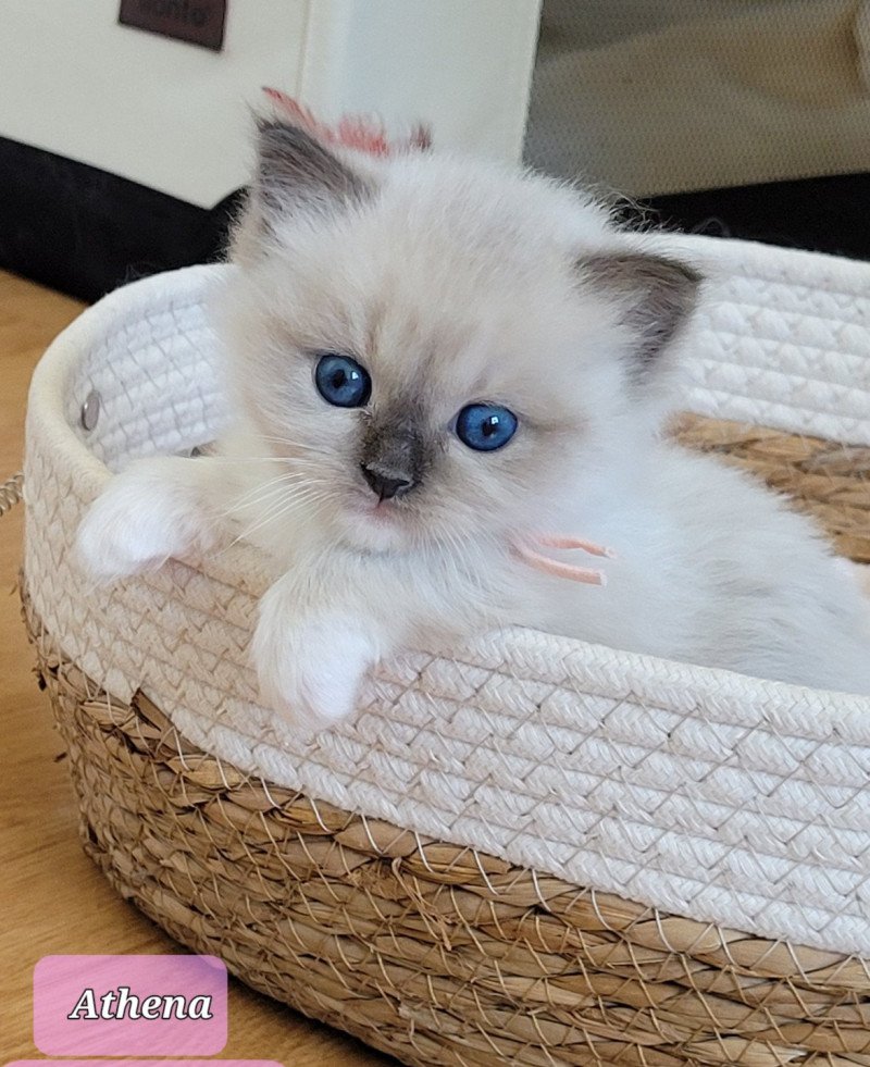 ATHENA des Rêves de Selene Femelle Ragdoll ATHENA des Rêves de Selene Femelle Ragdoll