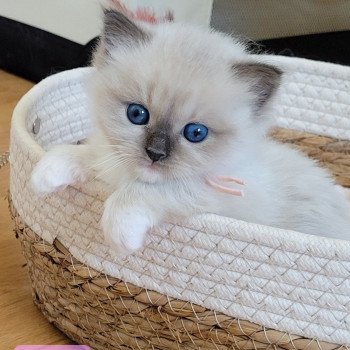 chaton Ragdoll seal point ATHENA des Rêves de Selene LA CHATTERIE DES REVES DE SELENE chaton Ragdoll seal point ATHENA des Rêves de Selene LA CHATTERIE DES REVES DE SELENE