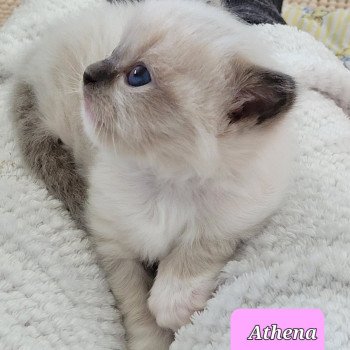 chaton Ragdoll seal point ATHENA des Rêves de Selene LA CHATTERIE DES REVES DE SELENE chaton Ragdoll seal point ATHENA des Rêves de Selene LA CHATTERIE DES REVES DE SELENE