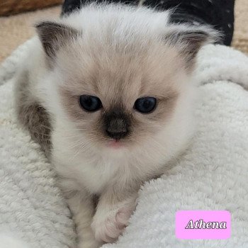 chaton Ragdoll seal point ATHENA des Rêves de Selene LA CHATTERIE DES REVES DE SELENE chaton Ragdoll seal point ATHENA des Rêves de Selene LA CHATTERIE DES REVES DE SELENE