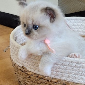 chaton Ragdoll seal point ATHENA des Rêves de Selene LA CHATTERIE DES REVES DE SELENE chaton Ragdoll seal point ATHENA des Rêves de Selene LA CHATTERIE DES REVES DE SELENE