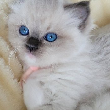 chaton Ragdoll seal point ATHENA des Rêves de Selene LA CHATTERIE DES REVES DE SELENE chaton Ragdoll seal point ATHENA des Rêves de Selene LA CHATTERIE DES REVES DE SELENE