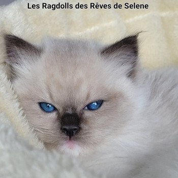 chaton Ragdoll seal point ATHENA des Rêves de Selene LA CHATTERIE DES REVES DE SELENE chaton Ragdoll seal point ATHENA des Rêves de Selene LA CHATTERIE DES REVES DE SELENE