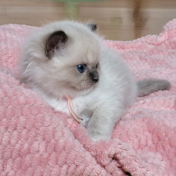 chaton Ragdoll seal point ATHENA des Rêves de Selene LA CHATTERIE DES REVES DE SELENE chaton Ragdoll seal point ATHENA des Rêves de Selene LA CHATTERIE DES REVES DE SELENE