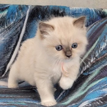 chaton Ragdoll seal point ATHENA des Rêves de Selene LA CHATTERIE DES REVES DE SELENE chaton Ragdoll seal point ATHENA des Rêves de Selene LA CHATTERIE DES REVES DE SELENE