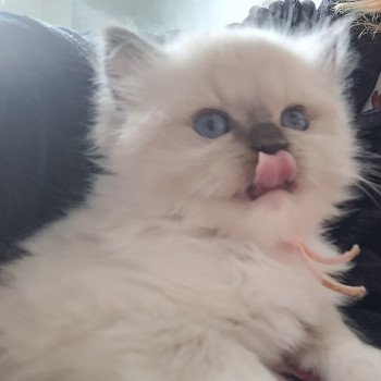 chaton Ragdoll seal point ATHENA des Rêves de Selene LA CHATTERIE DES REVES DE SELENE chaton Ragdoll seal point ATHENA des Rêves de Selene LA CHATTERIE DES REVES DE SELENE