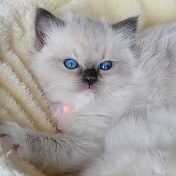 chaton Ragdoll seal point ATHENA des Rêves de Selene LA CHATTERIE DES REVES DE SELENE chaton Ragdoll seal point ATHENA des Rêves de Selene LA CHATTERIE DES REVES DE SELENE
