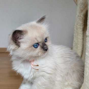 chaton Ragdoll seal point ATHENA des Rêves de Selene LA CHATTERIE DES REVES DE SELENE chaton Ragdoll seal point ATHENA des Rêves de Selene LA CHATTERIE DES REVES DE SELENE