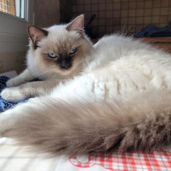chat Ragdoll seal point mitted ATHENA des Rêves de Selene LA CHATTERIE  DES REVES DE SELENE