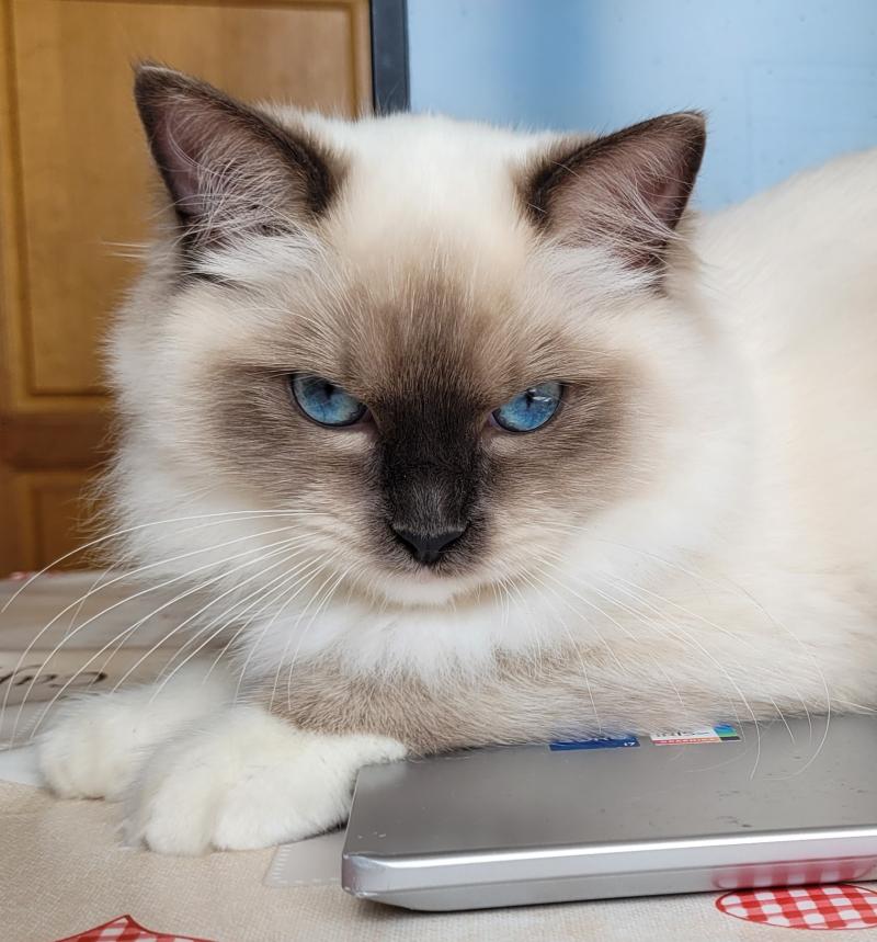 ATHENA des Rêves de Selene Femelle Ragdoll