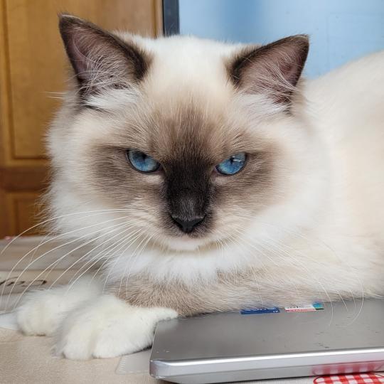 ATHENA des Rêves de Selene Femelle Ragdoll